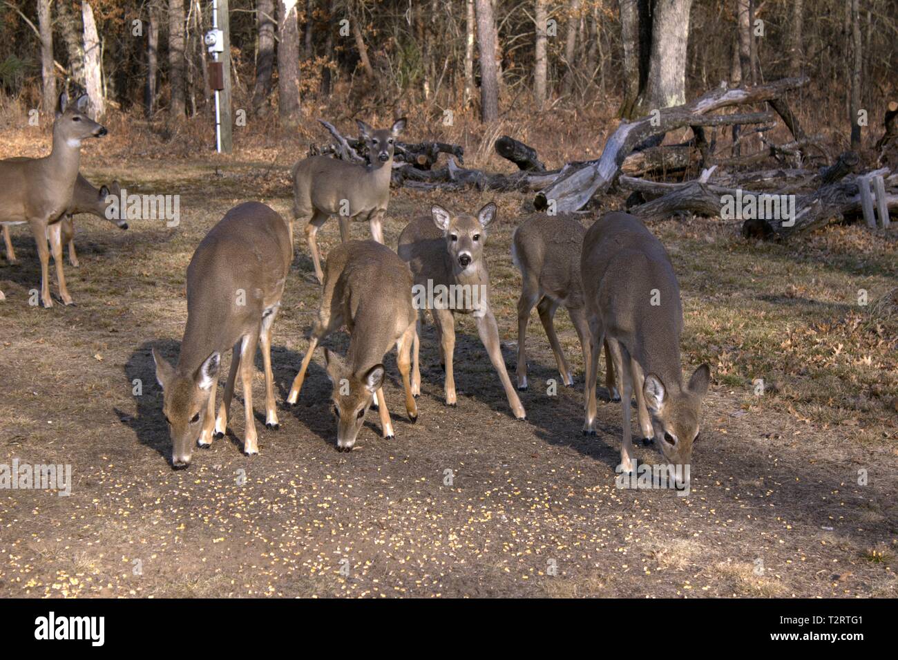 A Herd Of Deer Eating Corn In The Yard Stock Photo Alamy