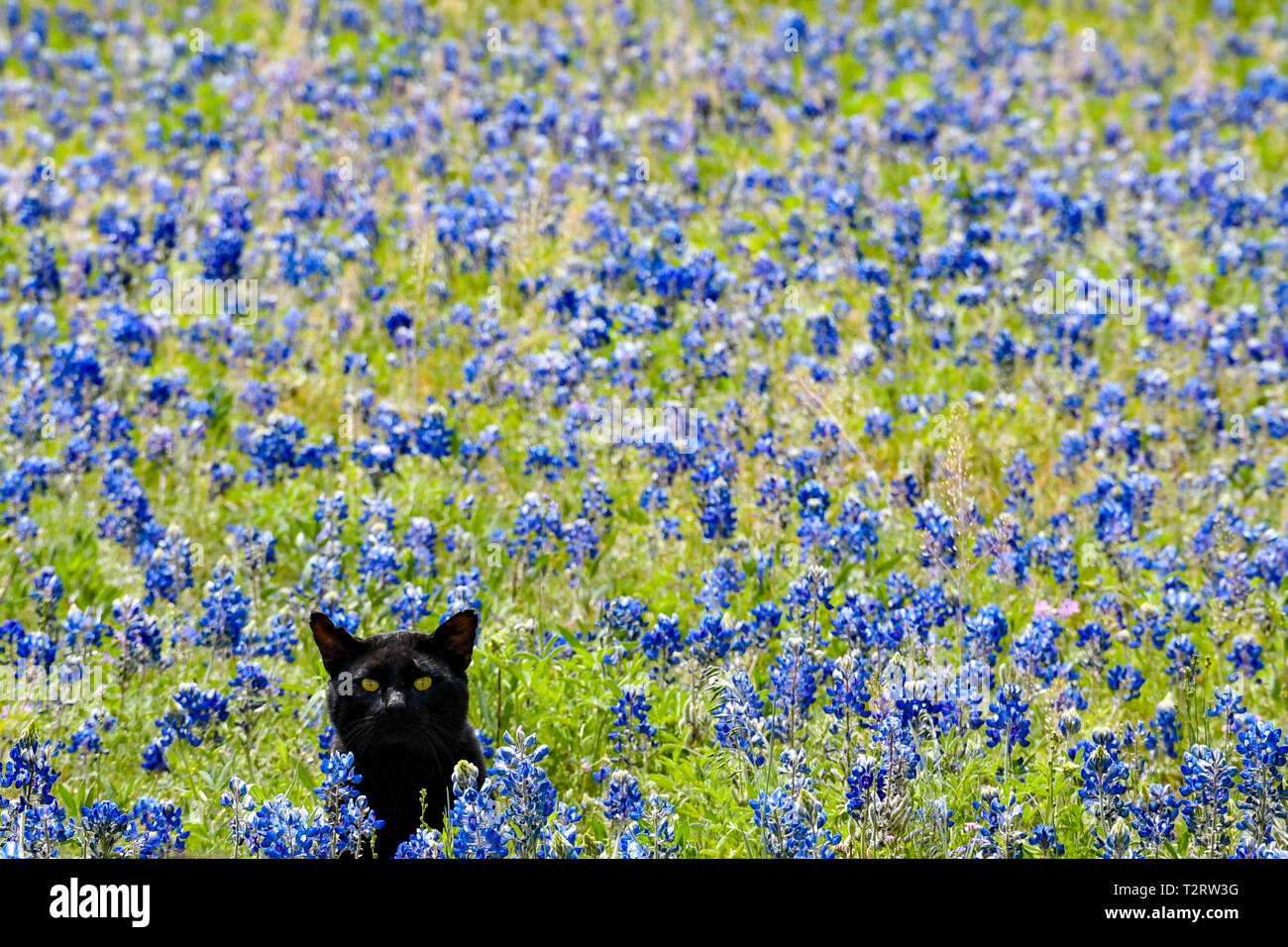 Cat in the Bluebonnets Stock Photo