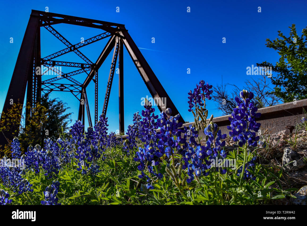 Bluebonnets near a Railroad Bridge Stock Photo