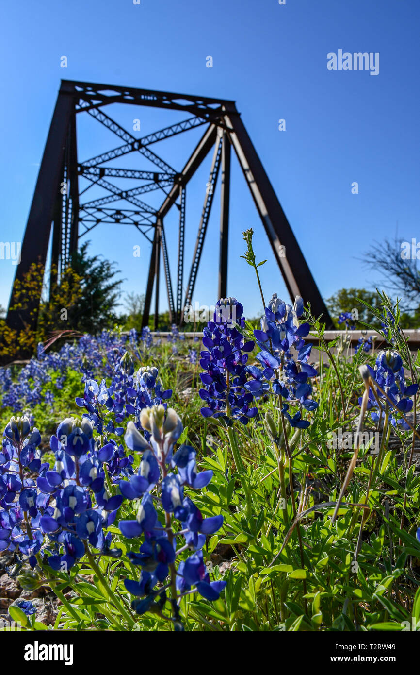 Bluebonnets with a railroad Trestle Stock Photo
