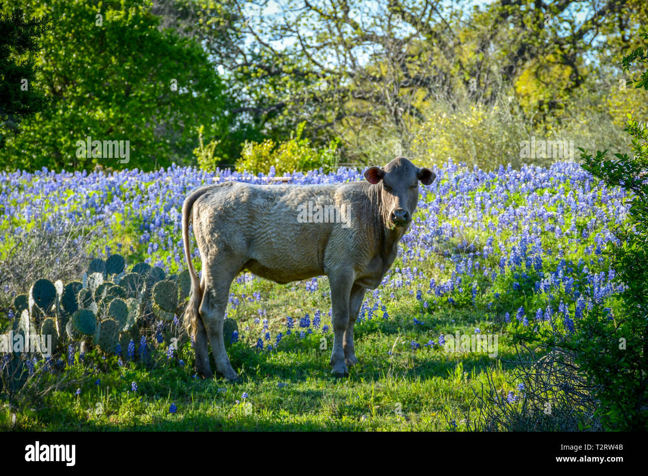 White cow in the Bluebonnets Stock Photo