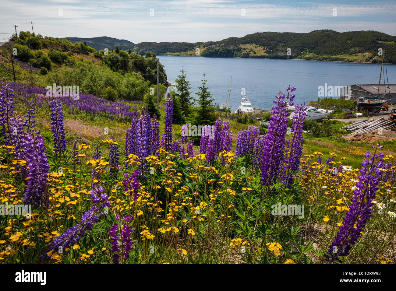Hillside of wildflowers, Trinity, Newfoundland and Labrador, Canada Stock Photo