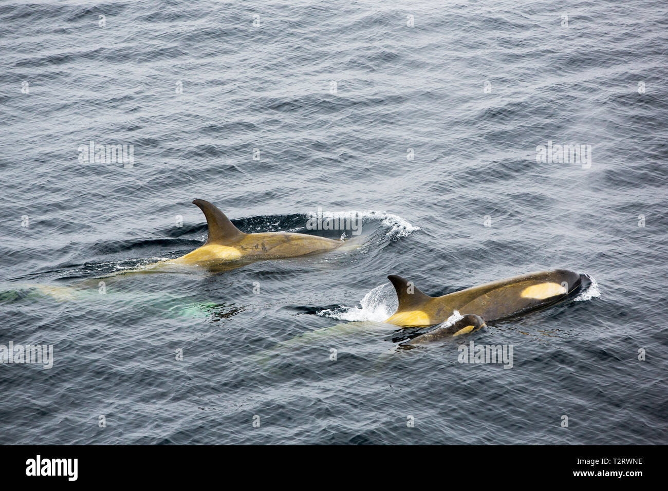 A pod of Orca with a youngster in the Gerlache Strait off the Antarctic