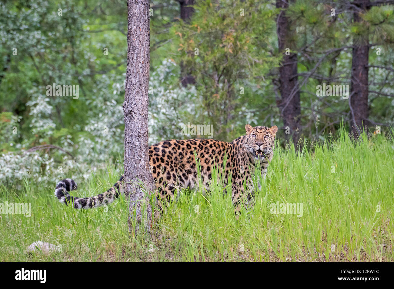 Endangered Amur Leopard Prowling through Long Grass Stock Photo - Alamy