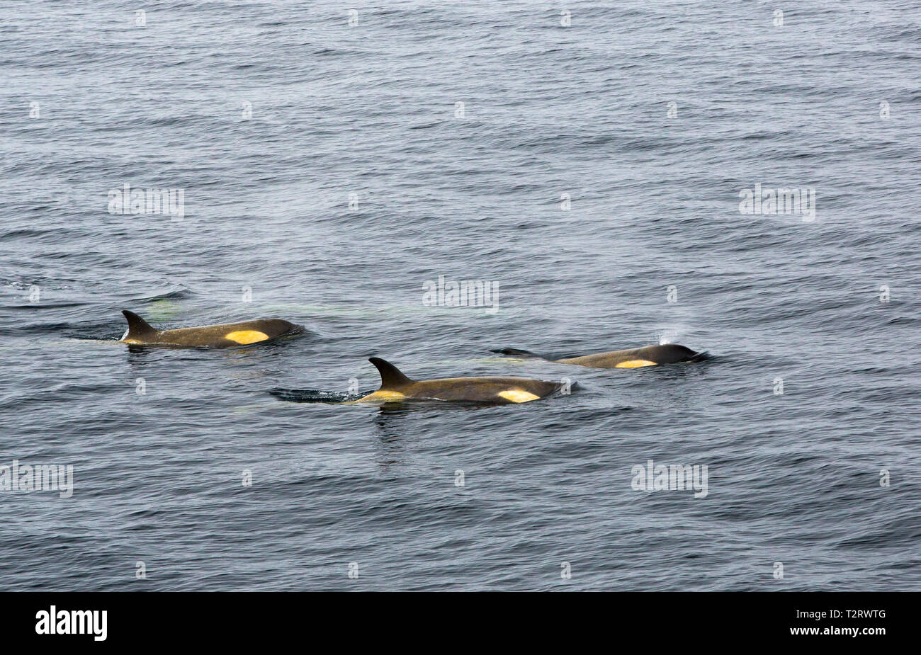 A pod of Orca in the Gerlache Strait off the Antarctic Peninsular Stock
