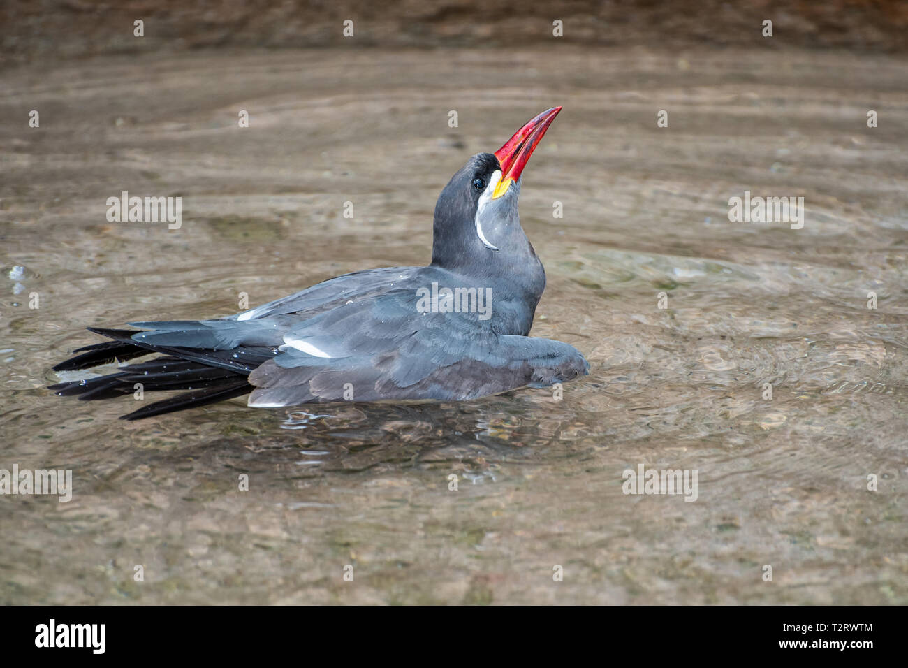 Inca Tern taking a Bath in a Pond Stock Photo