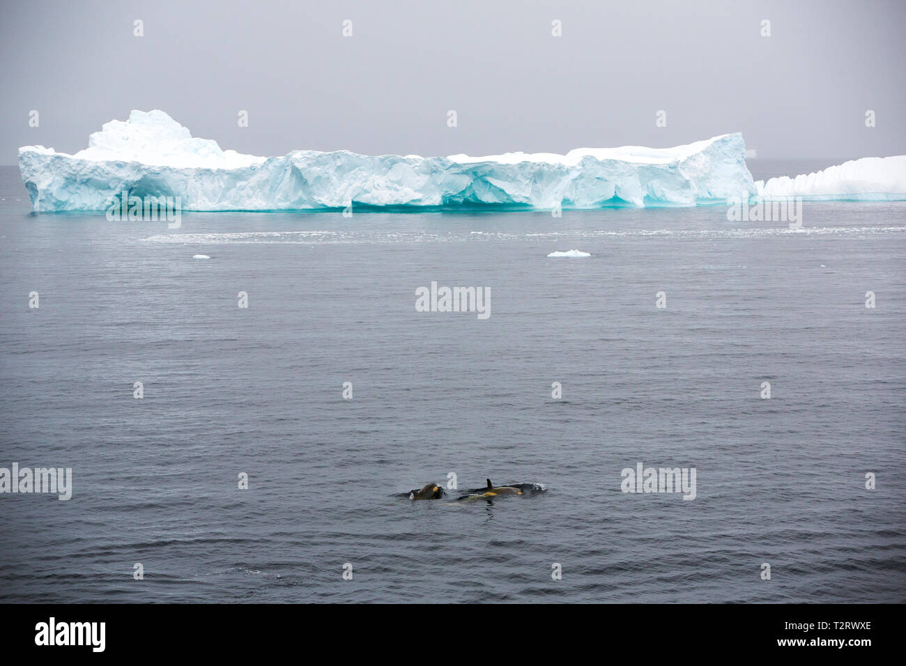 A pod of Orca in the Gerlache Strait off the Antarctic Peninsular Stock