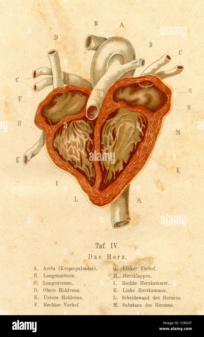 Longitudinal section through the human heart, 1900 Stock Photo - Alamy