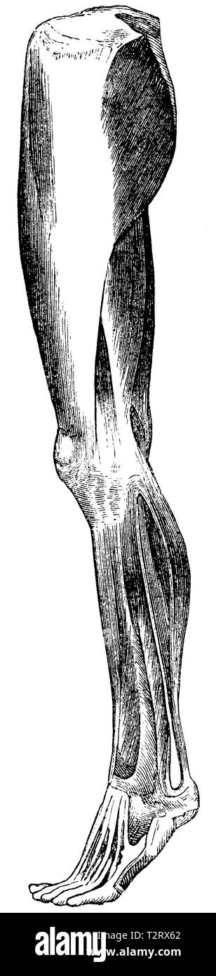Muscles of the leg Black and White Stock Photos & Images - Alamy