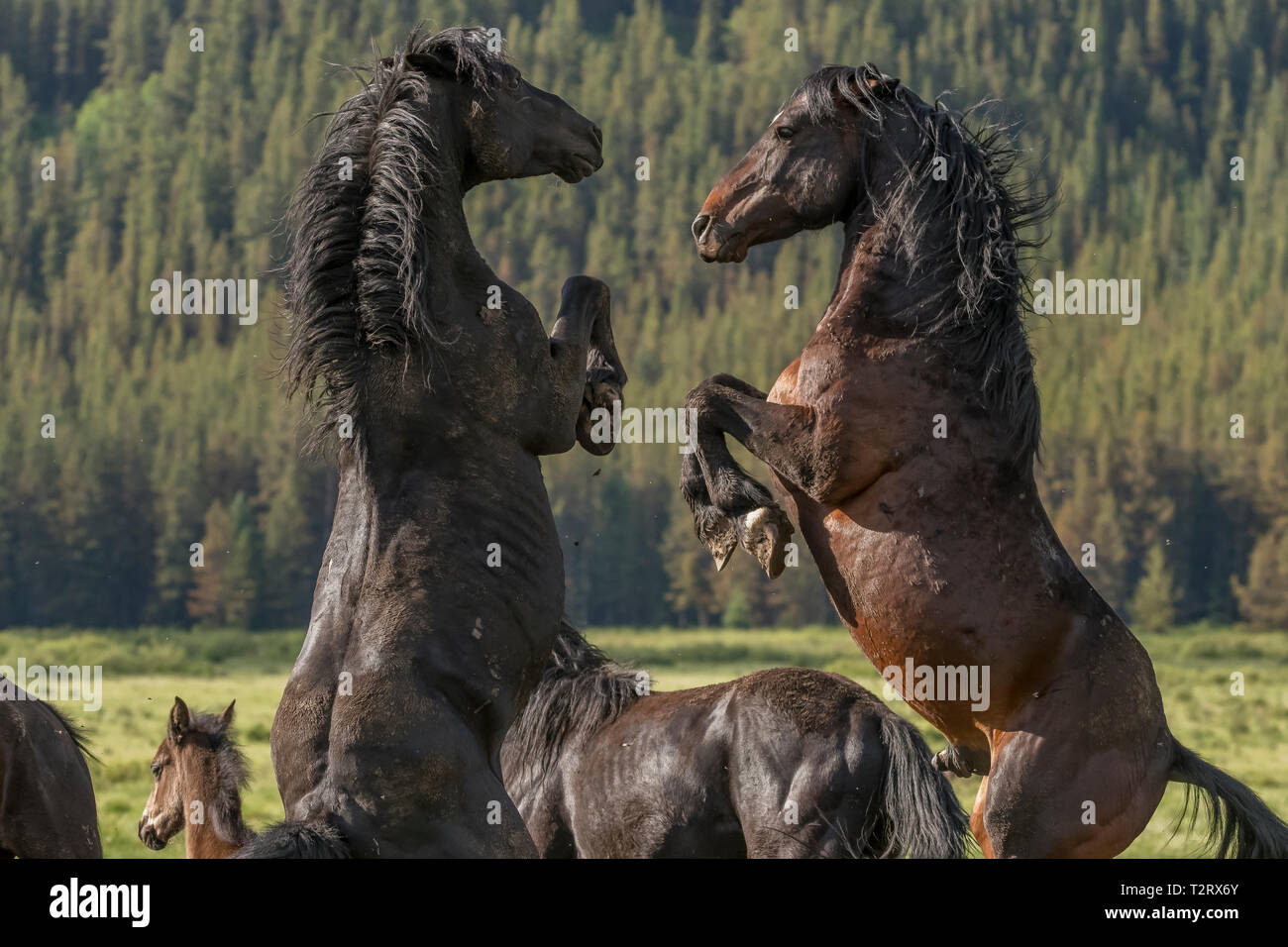 Wild/feral horses live in the Rocky Mountains of Canada in the province of Alberta.  This pair of stallions size each other up to see who might win a  Stock Photo