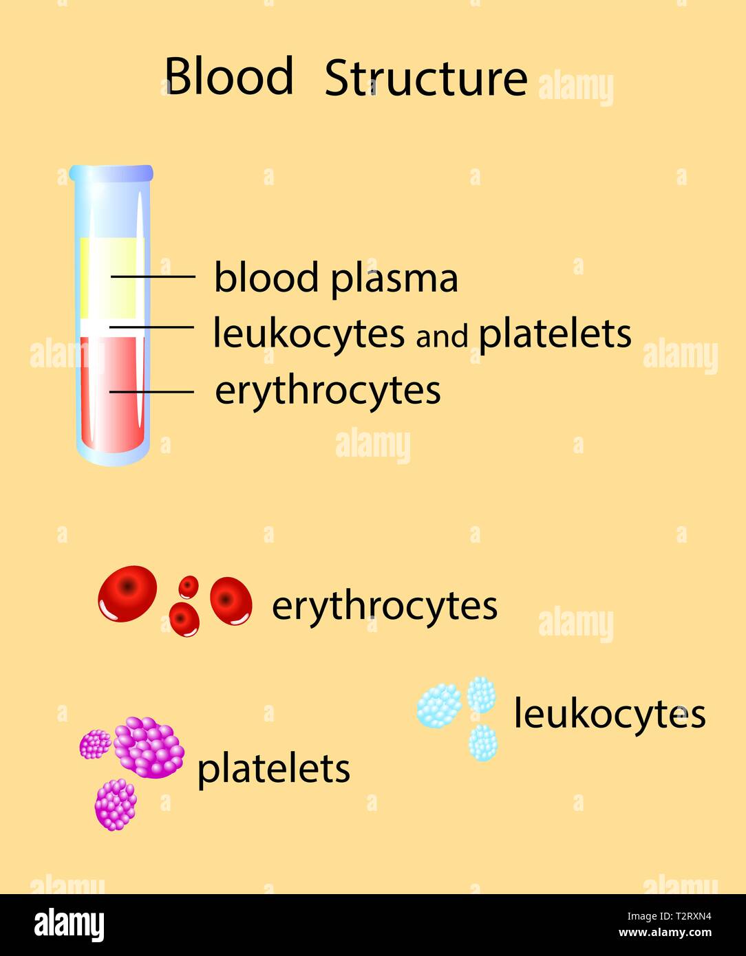 Composition of whole blood wi one test tube and elements of blood, vector illustration Stock Vector