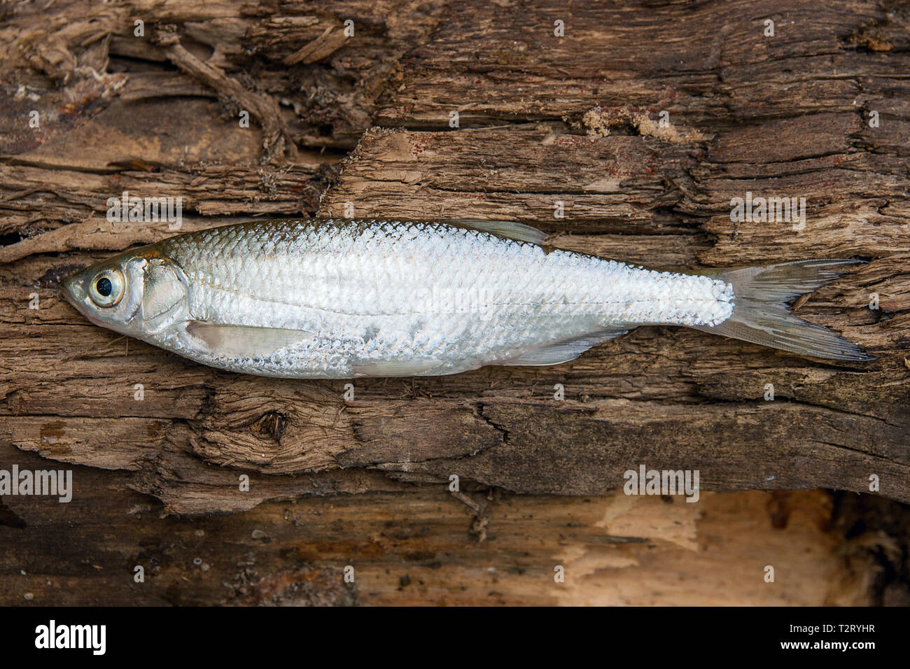Freshwater fish just taken from the water. Bleak fish on natural background. Catching fish - common bleak. Stock Photo