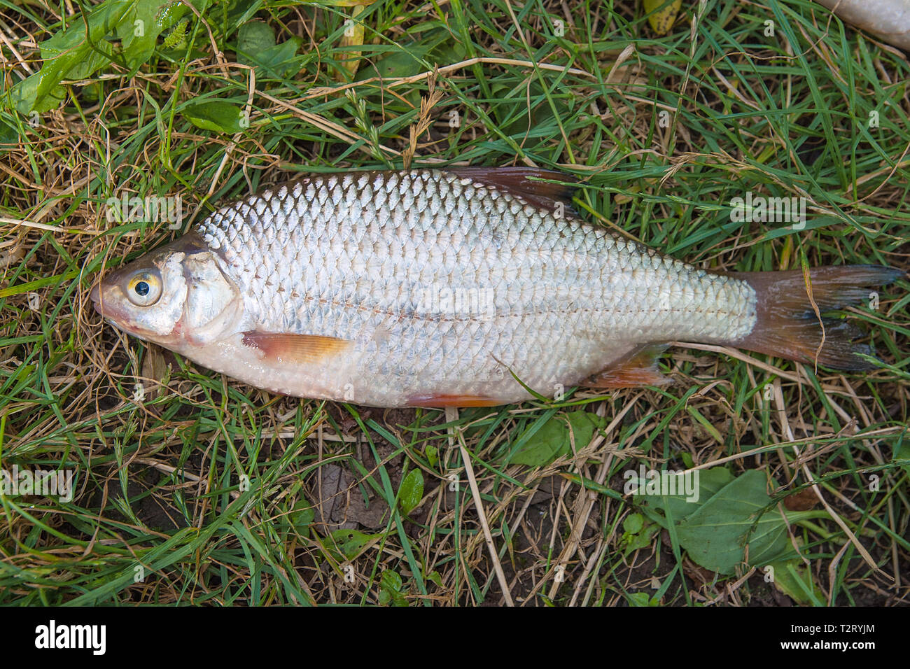 roach fish