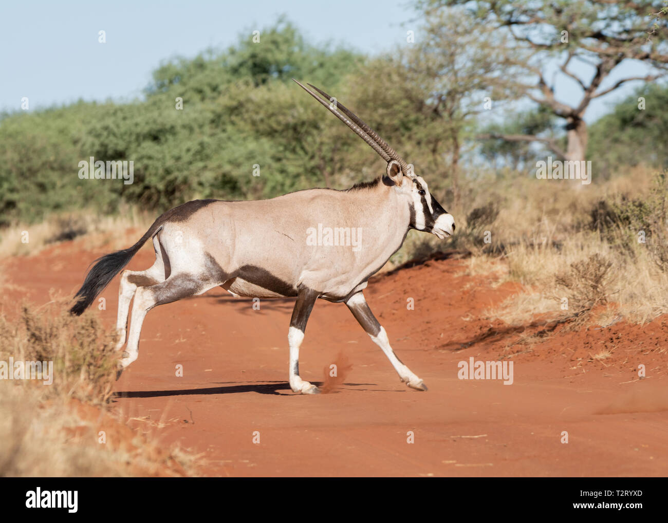 A Gemsbok antelope in Southern African savanna Stock Photo