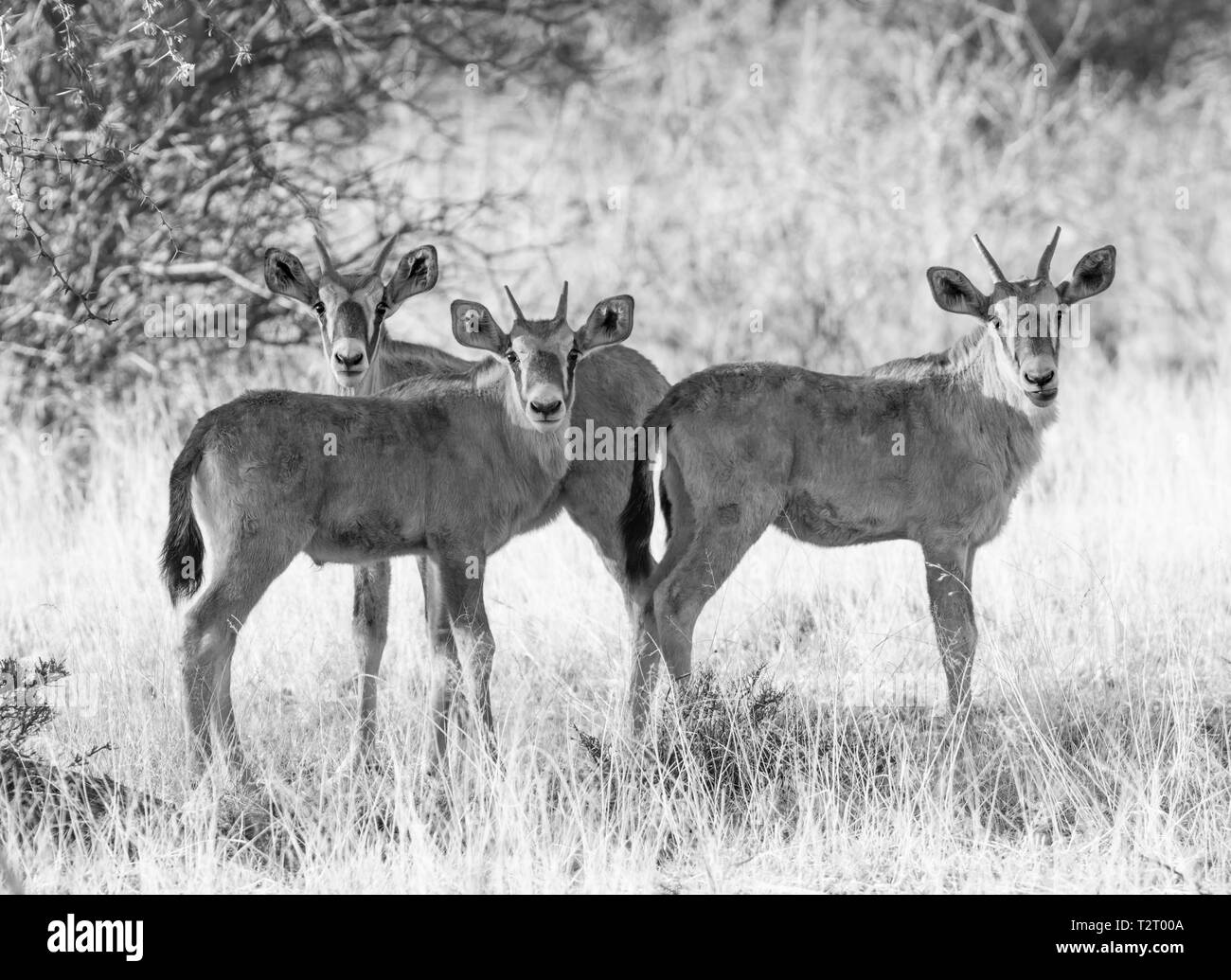 A group of juvenile Gemsbok antelope in Southern African savanna Stock Photo Alamy