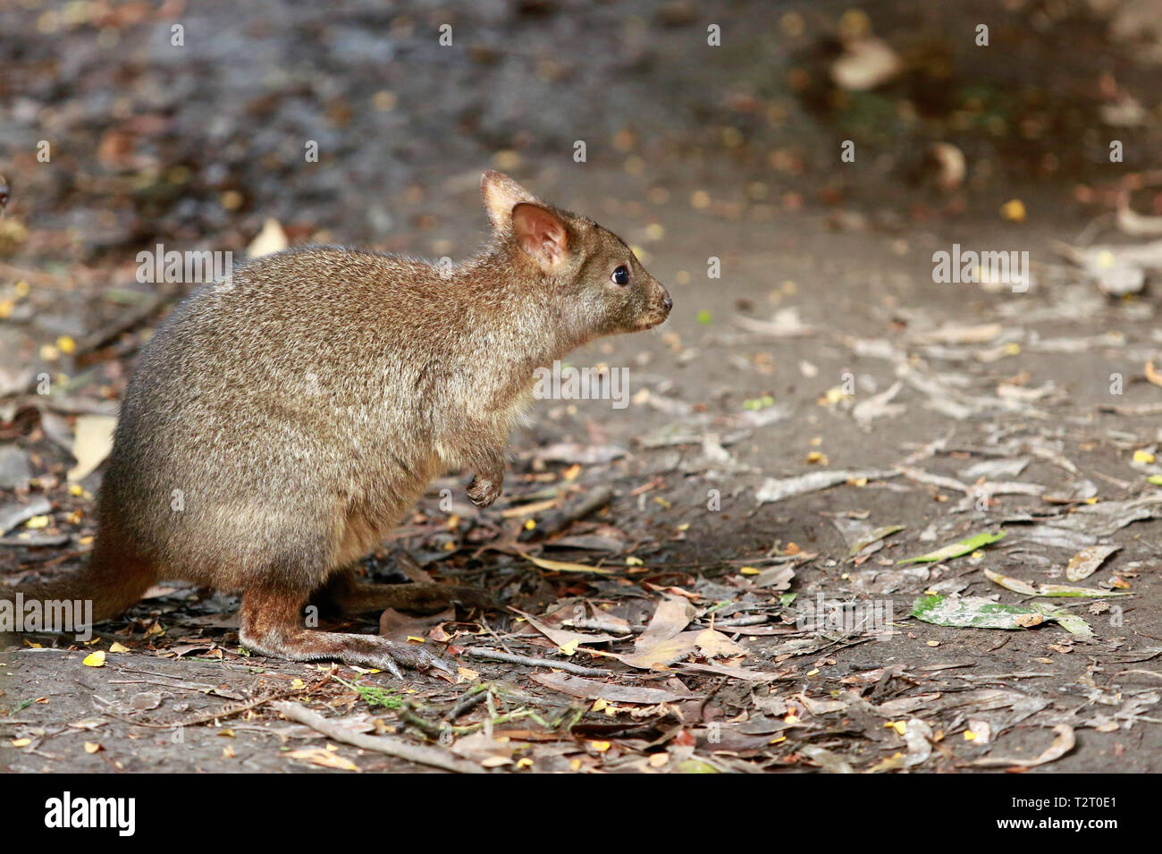 A young and very cute pademelon spotted in the sclerophyll forest of northwest Tasmania Stock Photo