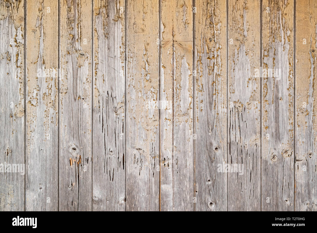 Wood texture background, natural tree Stock Photo - Alamy