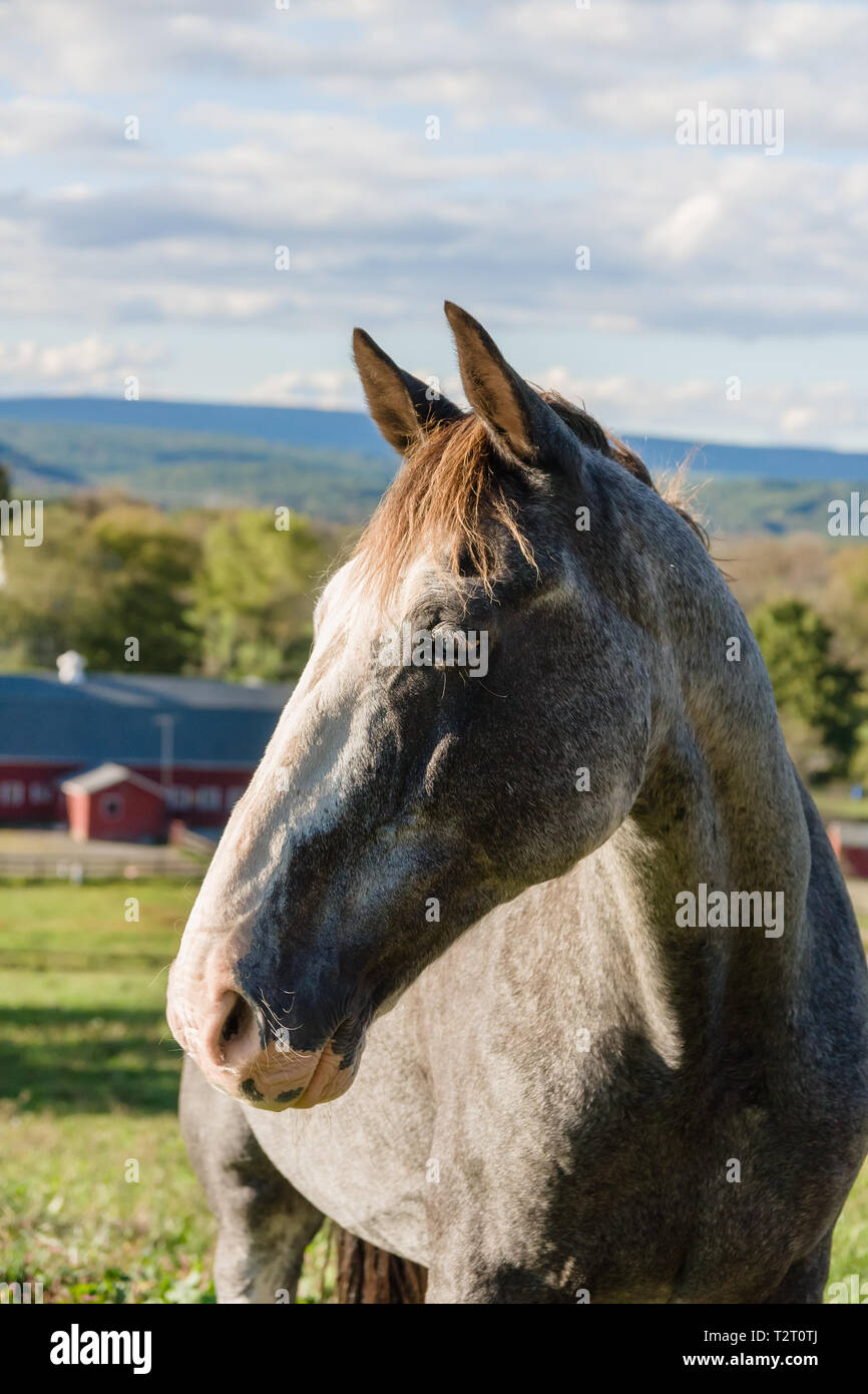 Profile of a grey flea bitten pattern horse against a background of fields in rural New Jersey Stock Photo