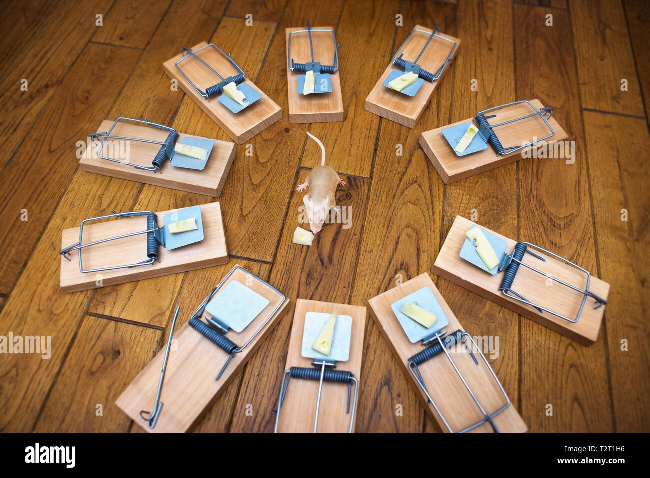 Trapped Mice High Resolution Stock Photography And Images Alamy