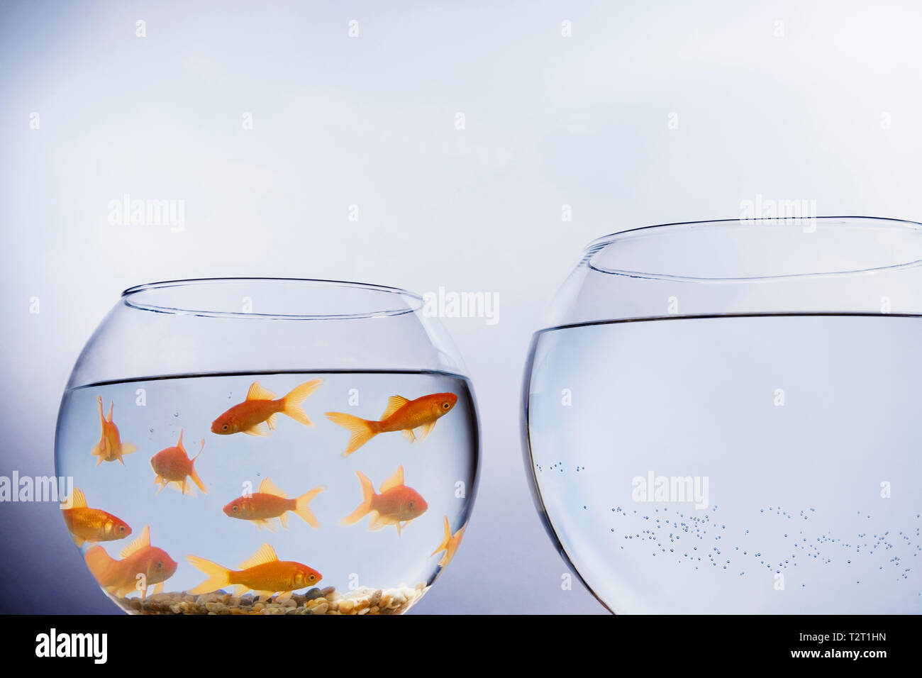 Goldfish in a crowded bowl staring at a bigger bowl Stock Photo