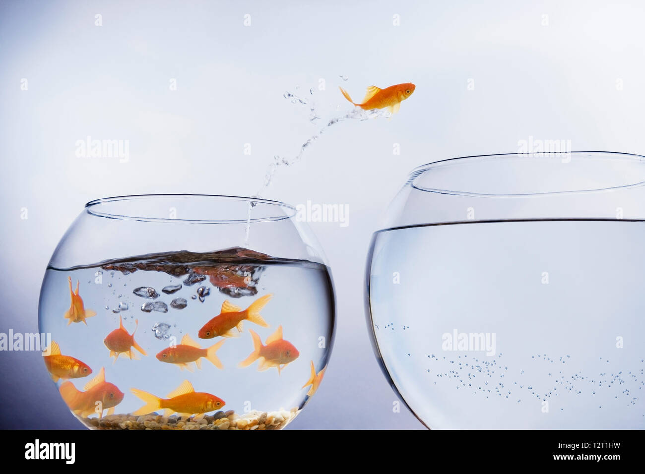 Goldfish jumping from a crowded bowl into a bigger bowl Stock Photo