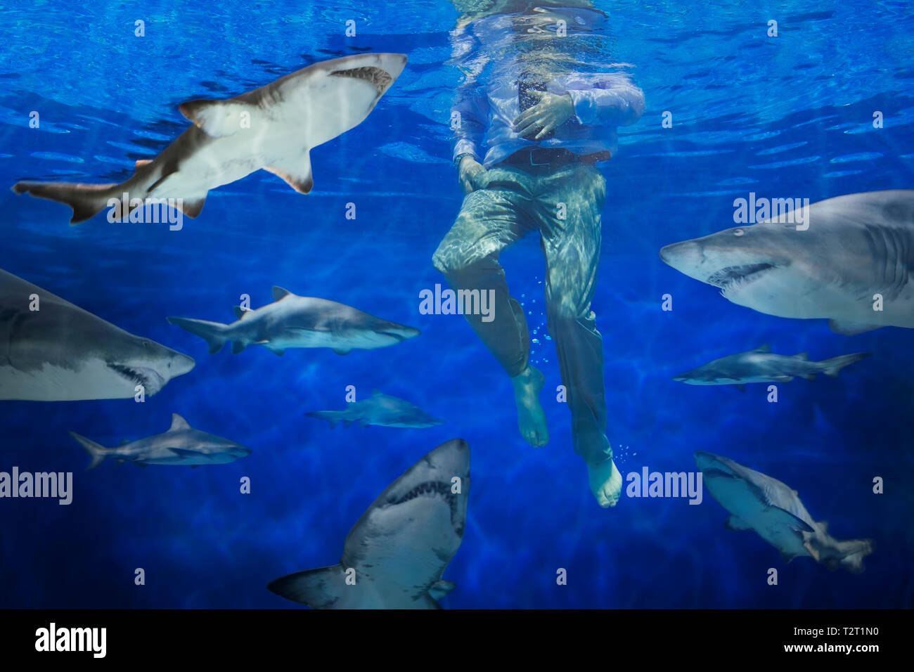 Businessman surrounded by sharks Stock Photo