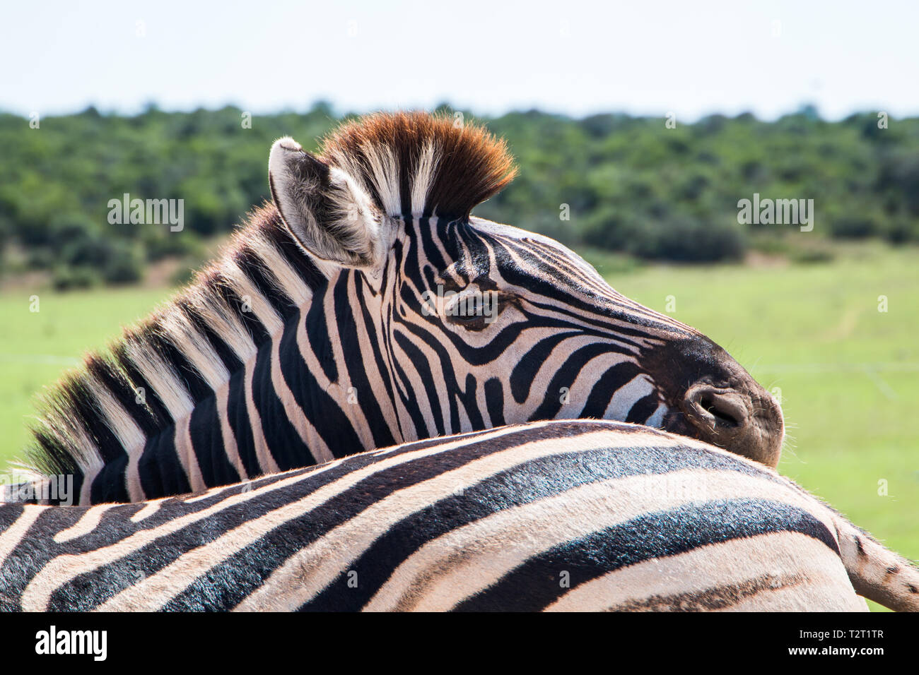 Plains Zebra (Equus quagga) animals standing close together close up of one animal looking at the camera over another animal's back Stock Photo - Alamy Plains Zebra (Equus quagga) animals standing close together close up of one animal looking at the camera over another animal's back Stock Photo - Alamy