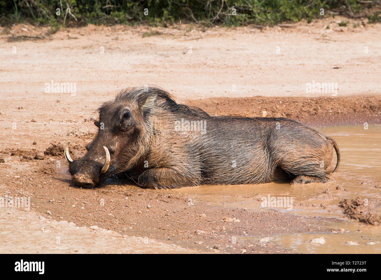 Large male warthog laying in a mud pool cooling down in the midday heat looking at the camera. Full length side view of animal. Stock Photo