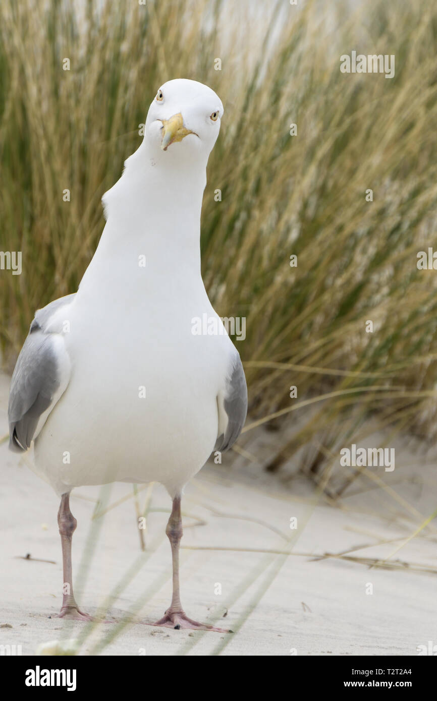 A curious seagull with a quastion mark in its face is watching me Stock Photo