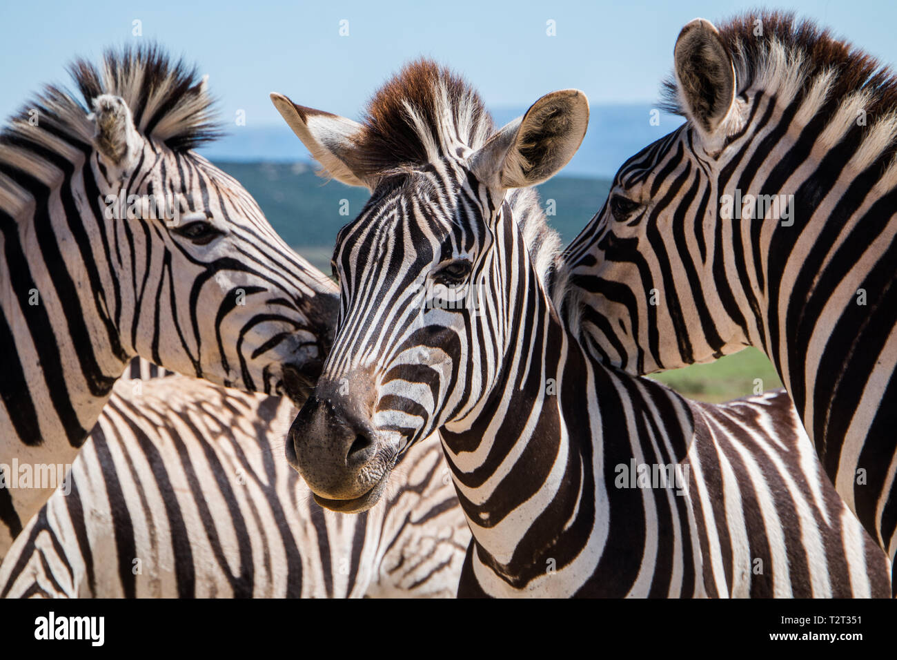 Plains Zebra (Equus quagga) animals standing with their faces close  together close up portrait of three animals Stock Photo - Alamy