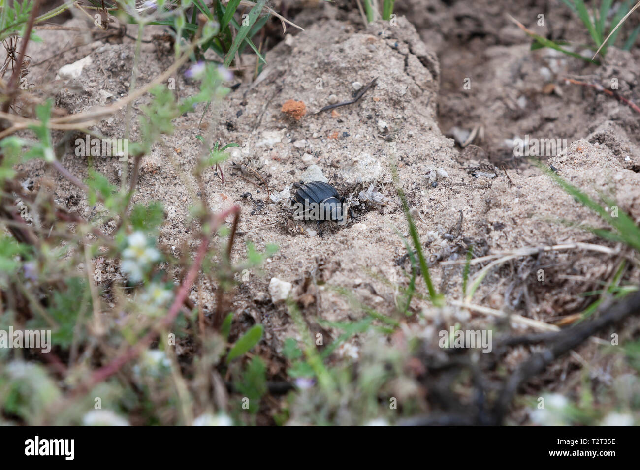 Beetle rolls dung in the field in search of scabs to make its balls. Stock Photo