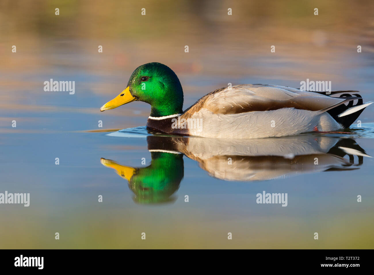 swimming natural colorful mirrored male wild mallard duck (anas platyrhynchos) Stock Photo
