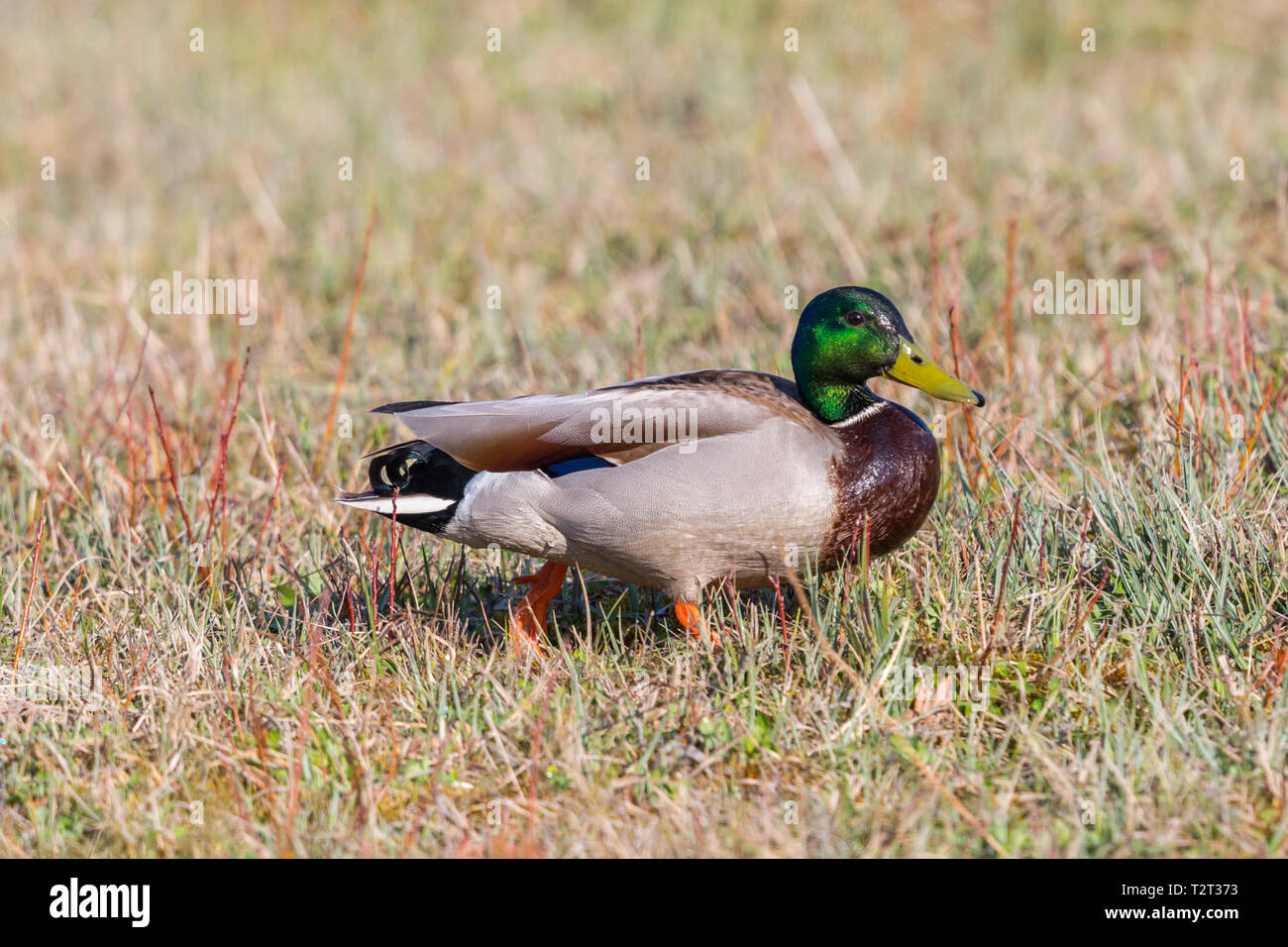 natural male wild mallard duck (anas platyrhynchos) standing in meadow Stock Photo