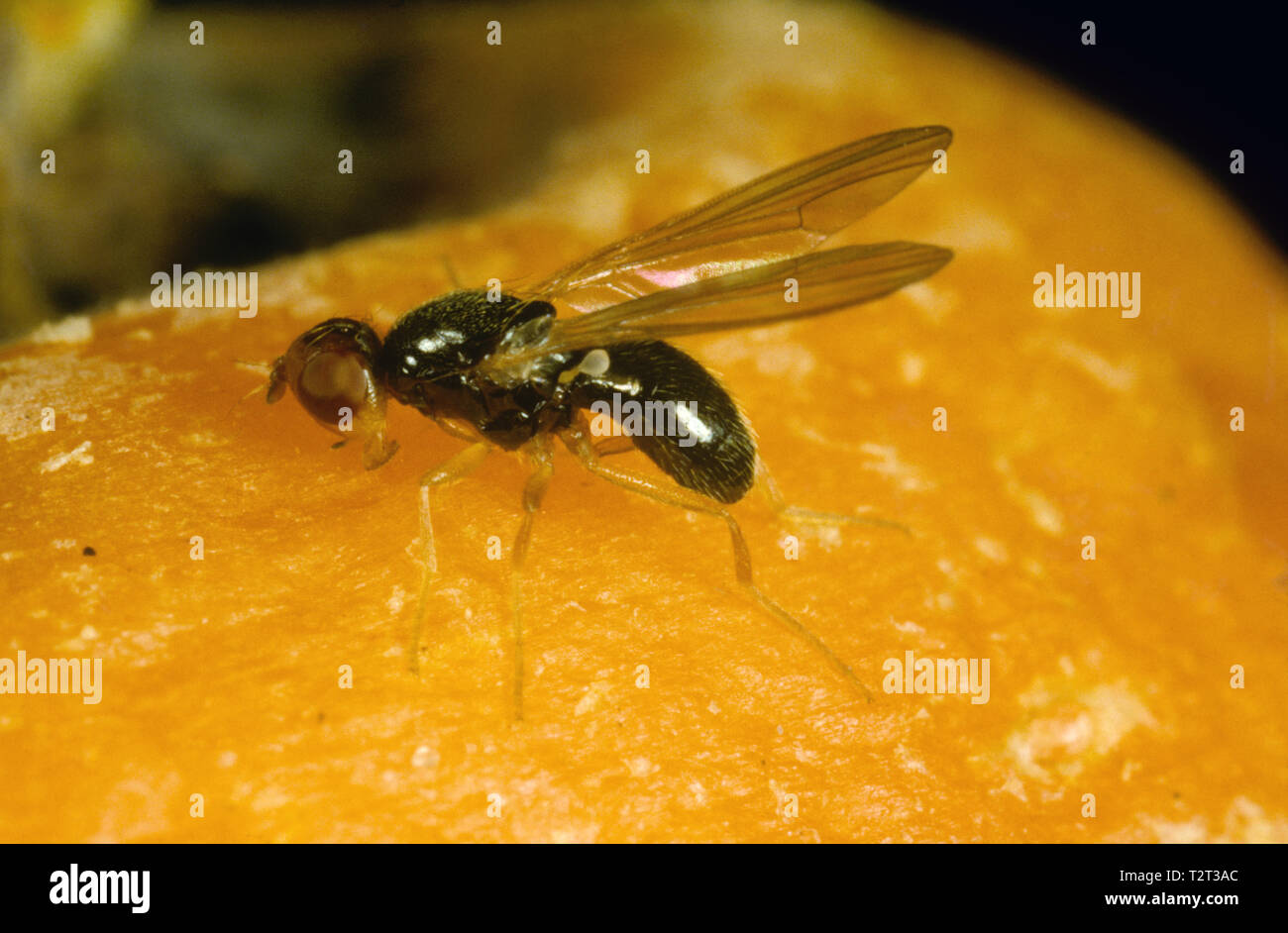 Adult carrot root fly (Chamaepsila rosae) a serious pest of carrots