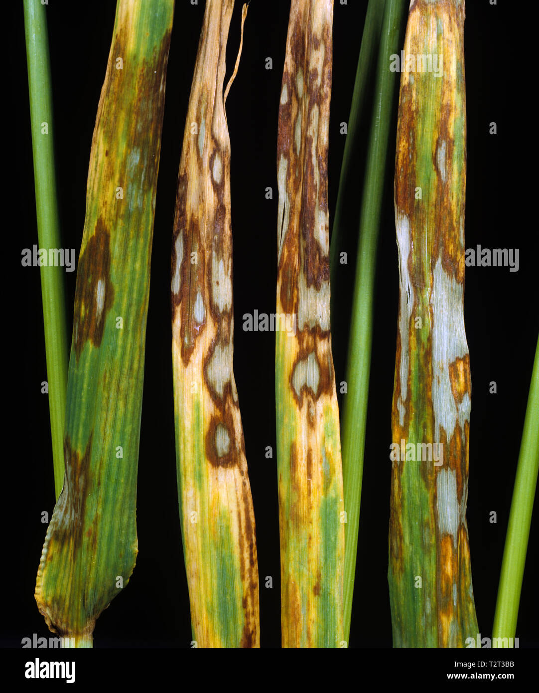 Barley leaf blotch or leaf scald (Rhynchosporium secalis) lesions of this serious fungal disease on barley leaves Stock Photo