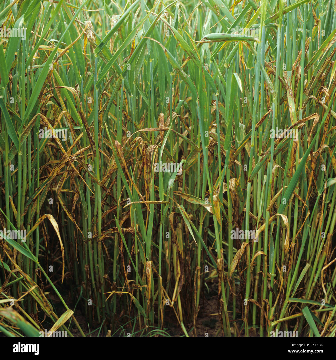 Barley leaf blotch or leaf scald (Rhynchosporium secalis) serious infection on barley crop with ear in boot Stock Photo