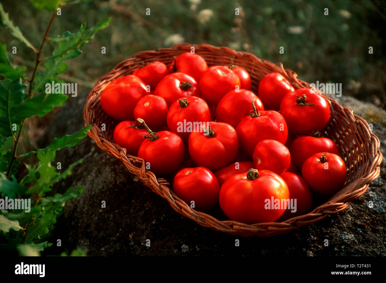 Tomatoes in a wicker basket on a branch Stock Photo - Alamy