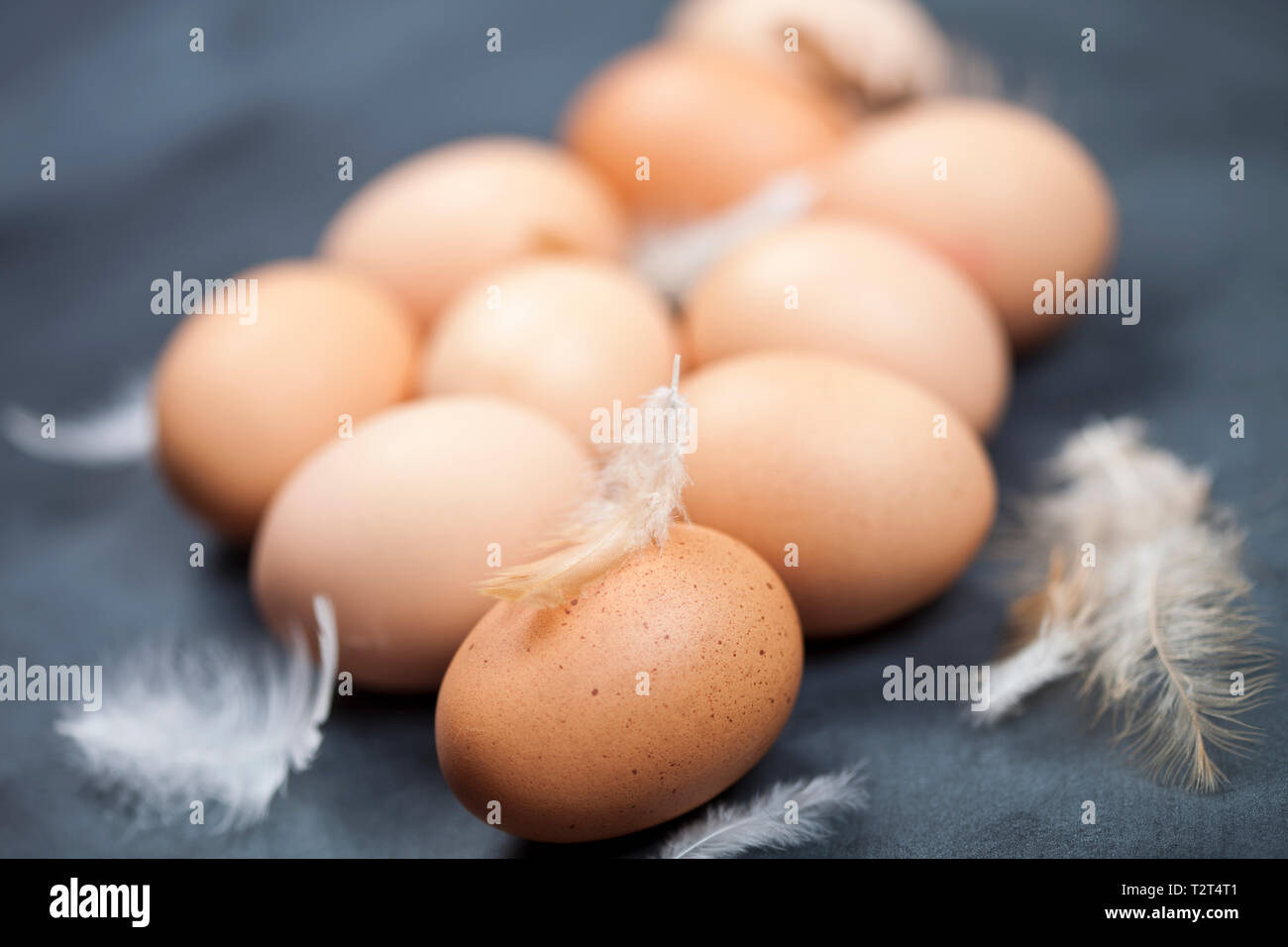 Farm chicken eggs and feathers closeup on black background Stock Photo ...