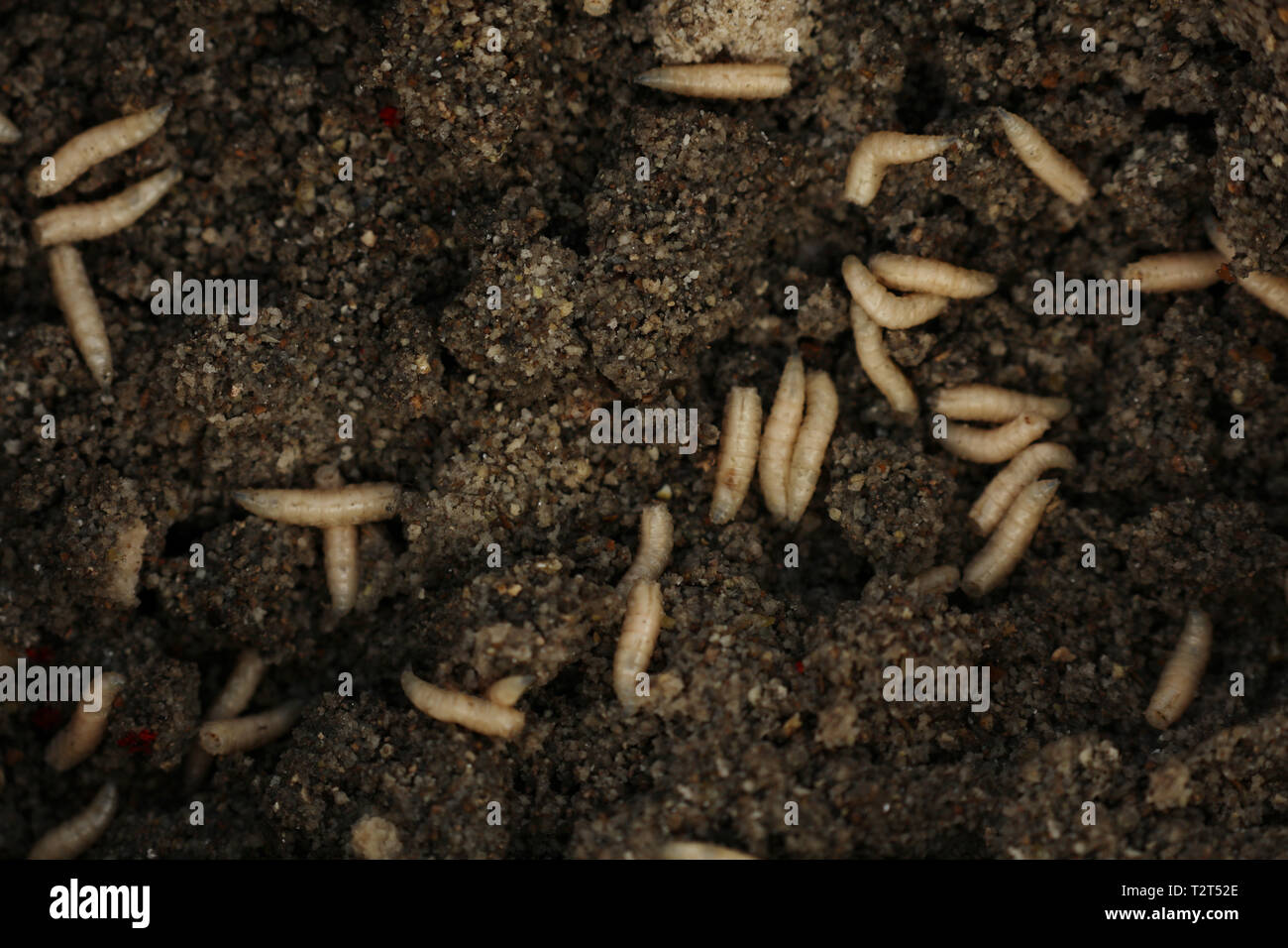 Maggots Food High Resolution Stock Photography and Images - Alamy