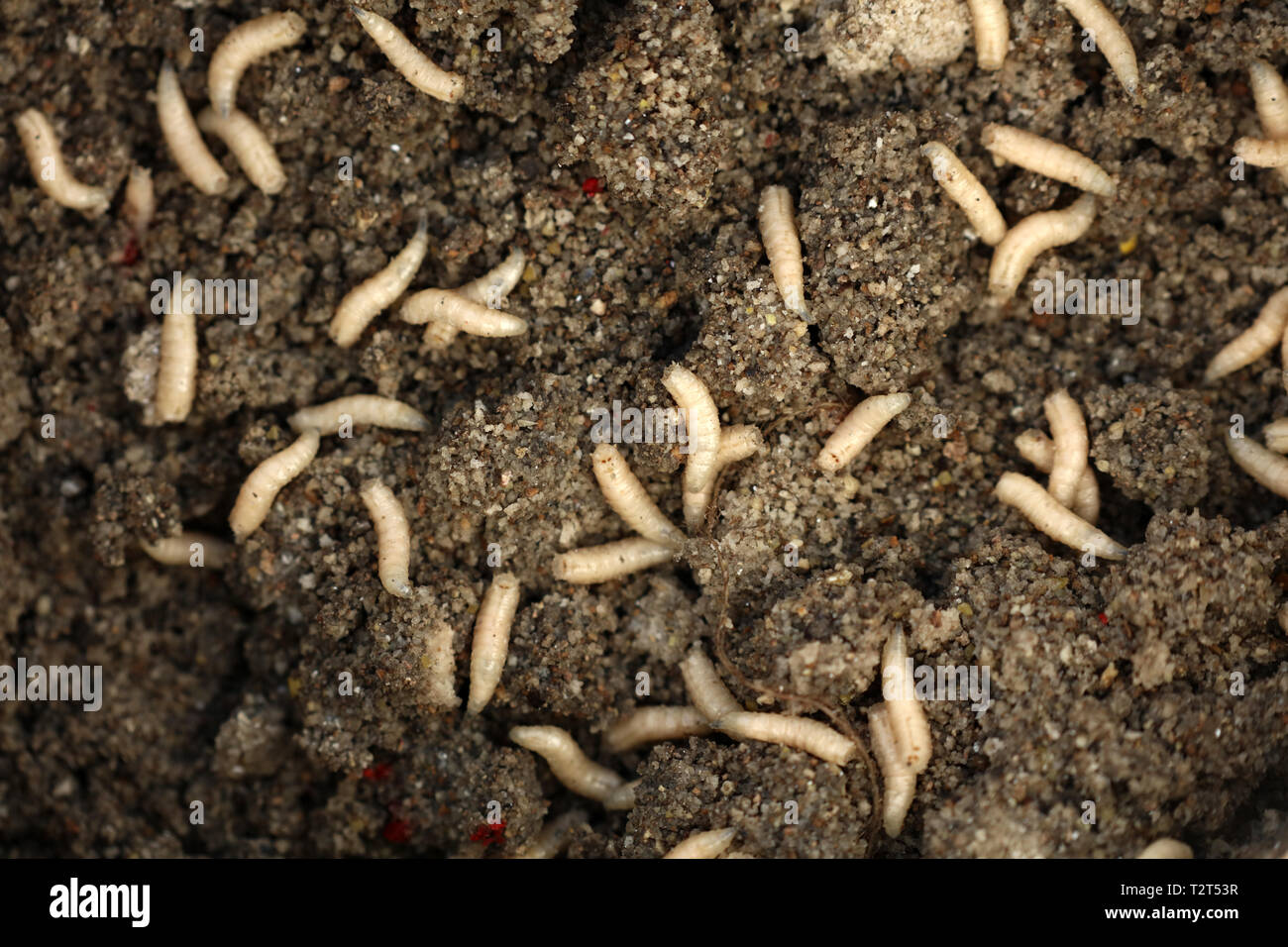 Maggots in fish food while fishing Stock Photo Alamy
