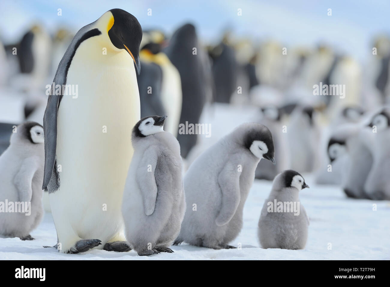 Emperor penguins, Aptenodytes forsteri, Penguin Colony with Adults and Chicks, Snow Hill Island, Antartic Peninsula, Antarctica Stock Photo
