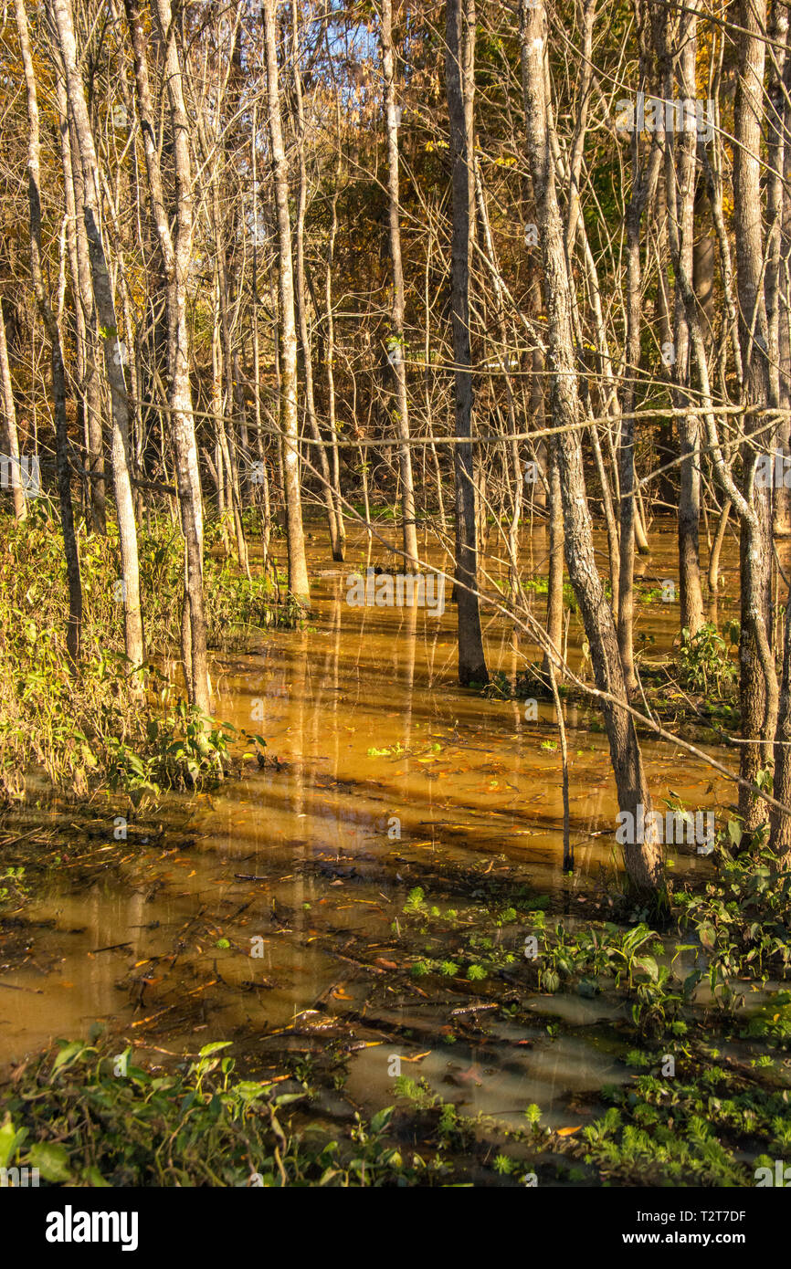 This greenway provides a nice nature walk or jog in a natural setting