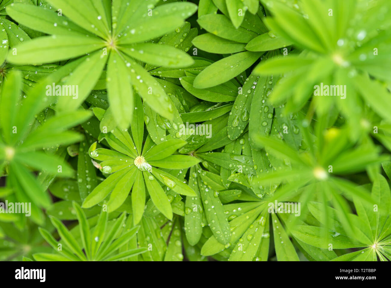 Ferns tropical green leaves hi-res stock photography and images - Alamy