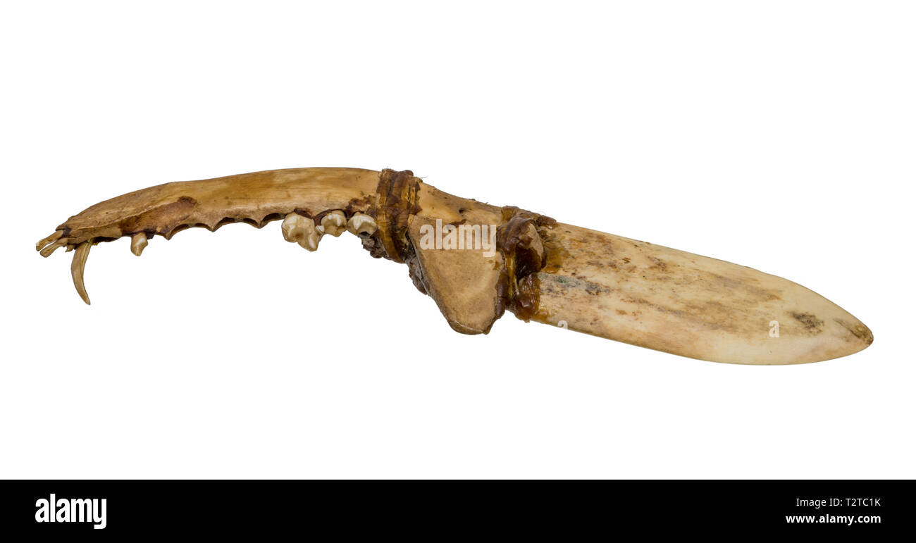 Old knife of the North American Indians of bone and tendon released on  white Stock Photo - Alamy
