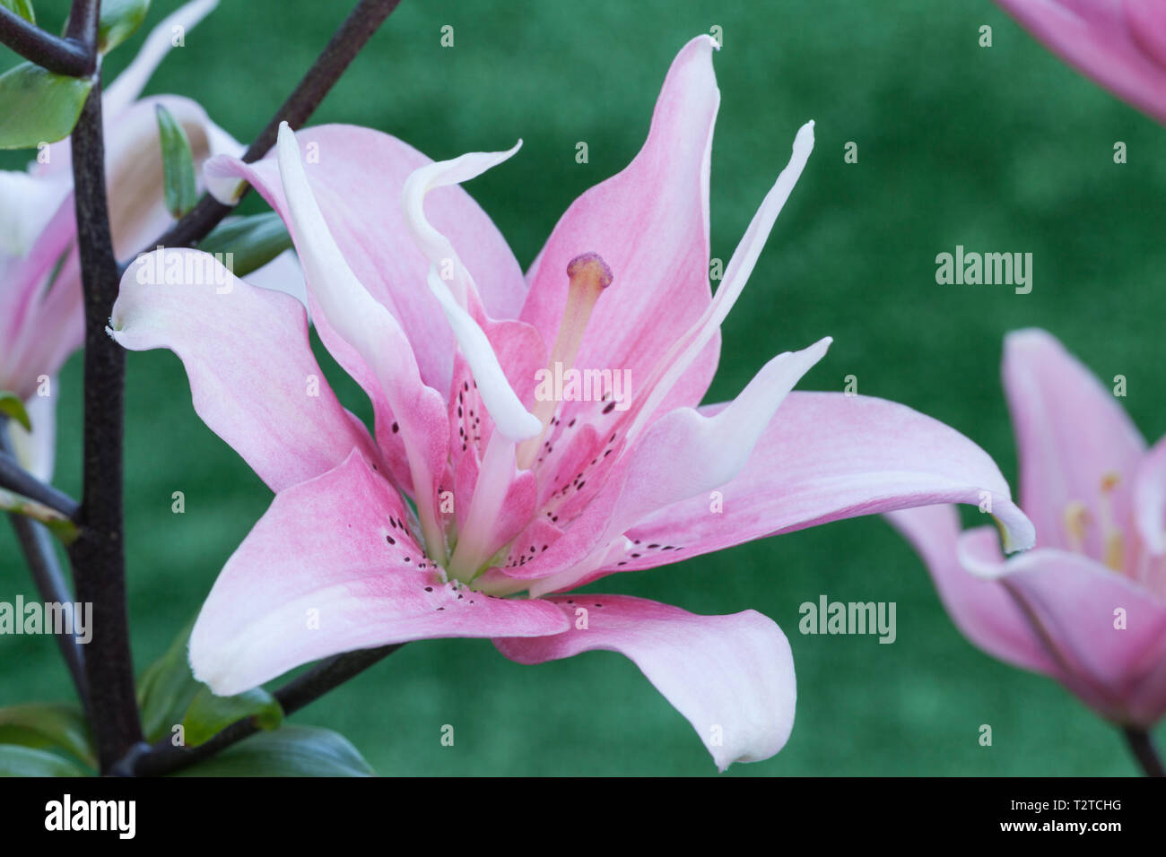 Asiatic lily elodie hires stock photography and images Alamy