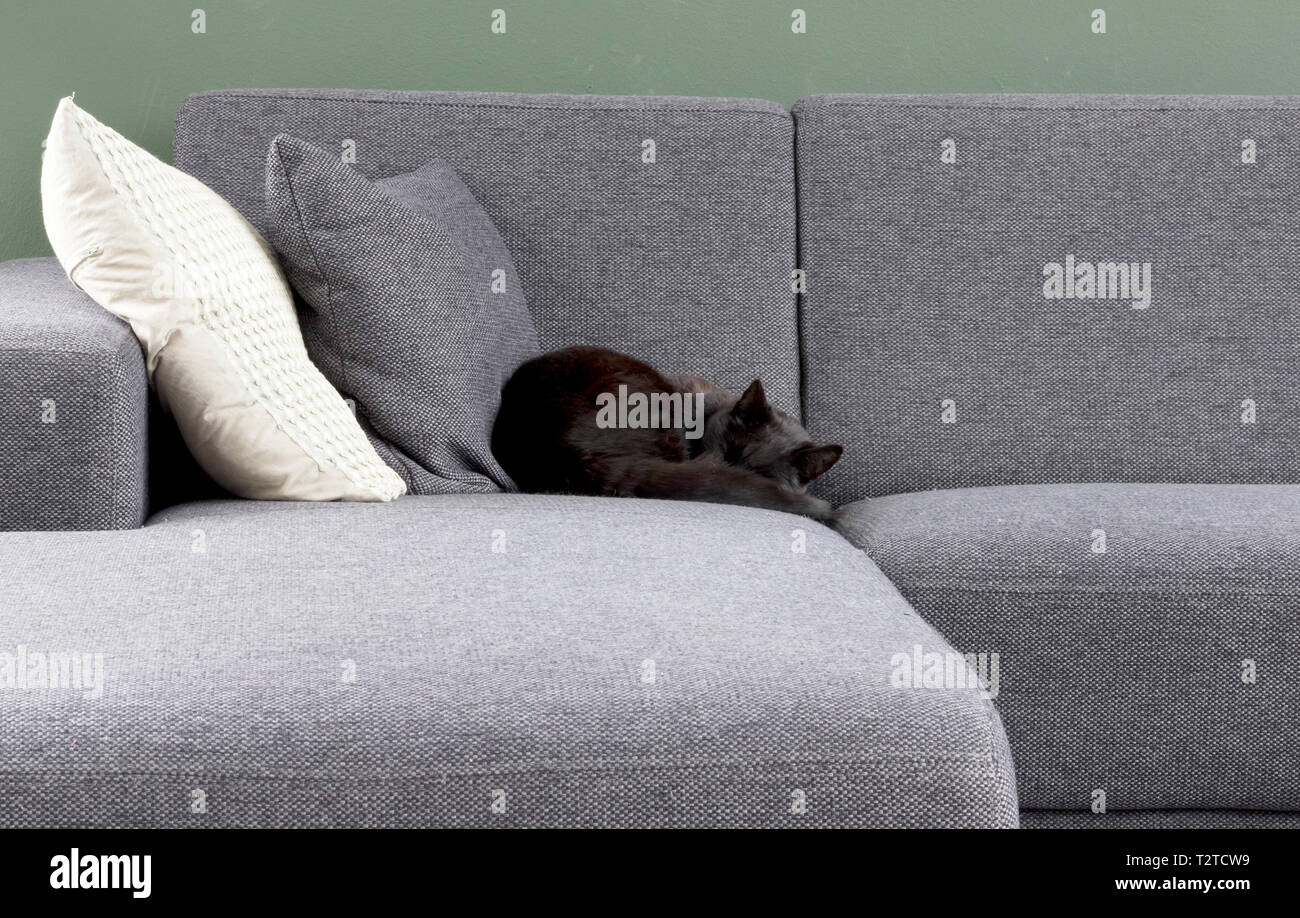 Black Cat Sleeping On A Grey Couch Stock Photo Alamy Black Cat Sleeping On A Grey Couch Stock Photo Alamy