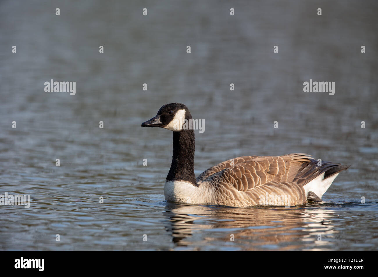 Germany canada hi res stock photography and images Alamy