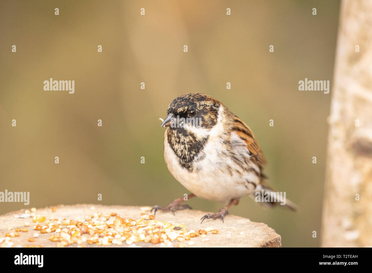 Reed bunting (Emberiza schoeniclus) perched on log with seed around its feet Stock Photo