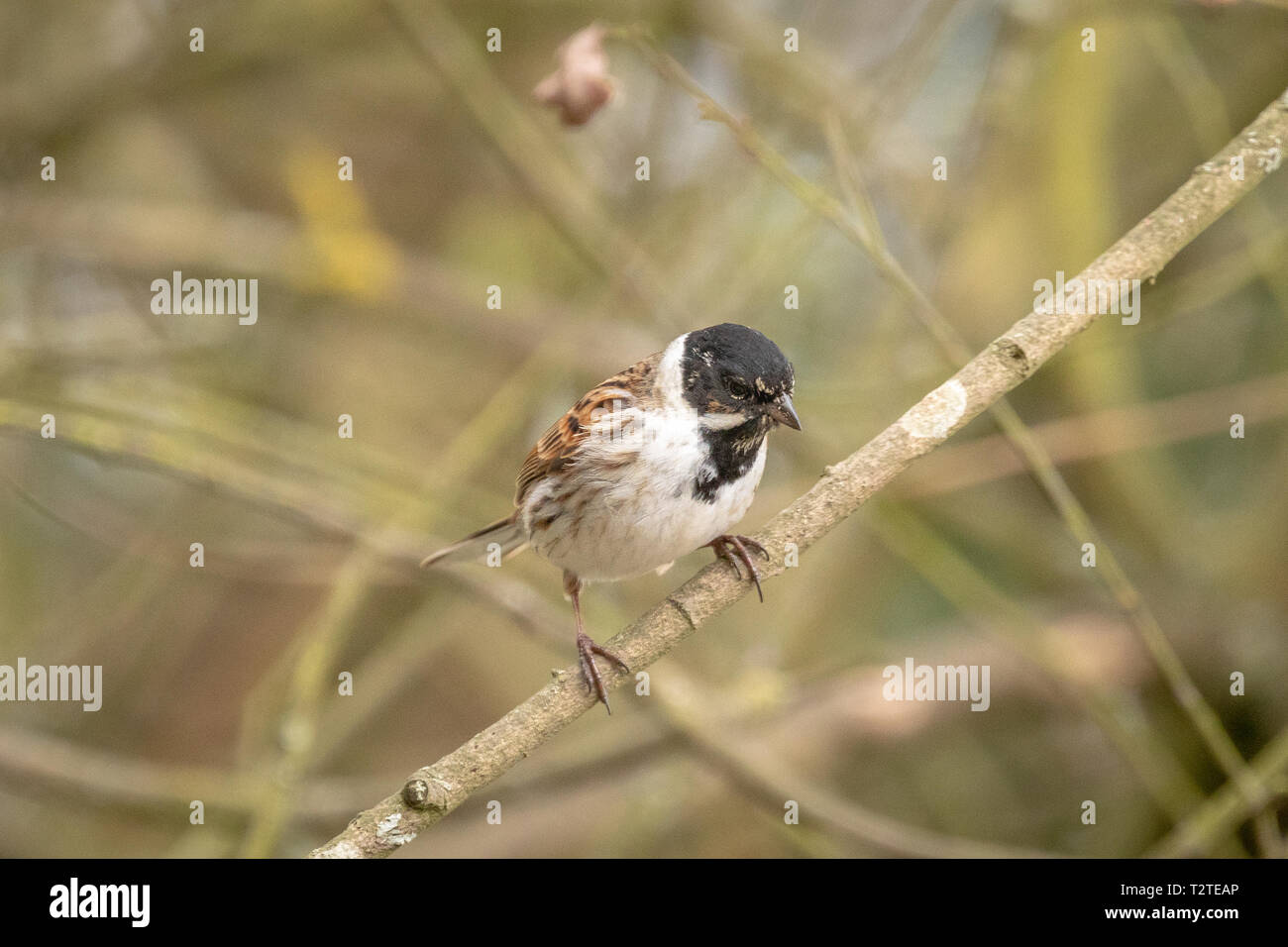 Reed bunting (Emberiza schoeniclus) perched in natural woodland surroundings Stock Photo