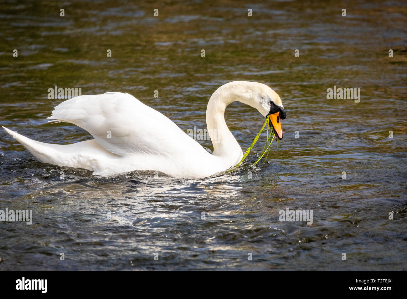 Single mute Swan, (Cygnus olor), UK feeding by eating reeds from beneath the water's surface on a river. Stock Photo